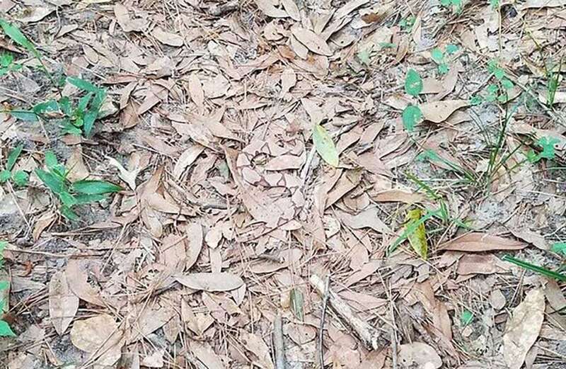 You have eyes of a hawk if you can spot  deadly snake hiding in leaves