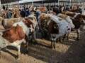 China claims to have cloned three 'super cows' that can produce more milk