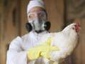 Bird flu spilling over to humans ‘not farfetched’ eiqekiqhhixxprw