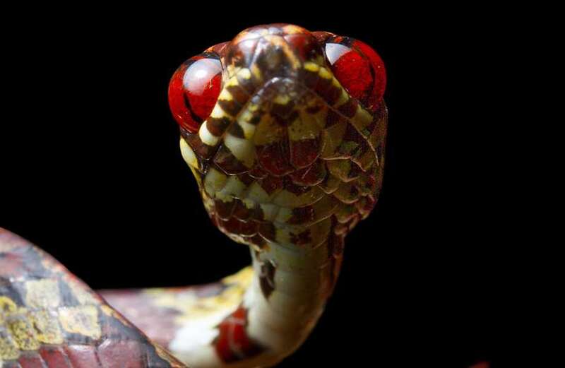 Scientists discover new species of snakes and let Leonardo DiCaprio name one