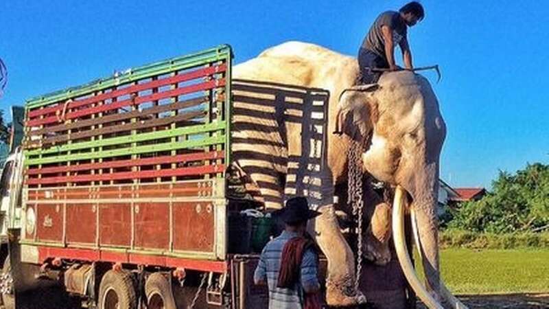 Thong Bai, a 52-year-old Thai bull elephant, has been given a new home after 40 years of work (Image: Facebook/ Saengduean Lek Chailert)