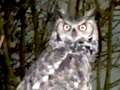 Vicious owl terrorises kids and pensioners - and residents 'fear leaving home' qhiddkiqzdidreprw