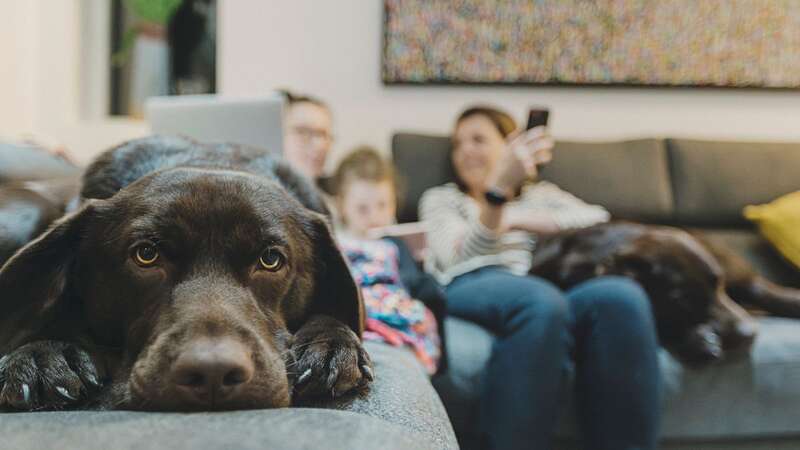 The babysitter brought her dog into the family