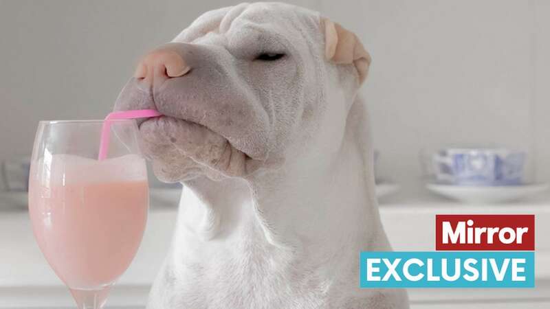 A dog drinks a milkshake (file image) (Image: Getty Images/RooM RF)