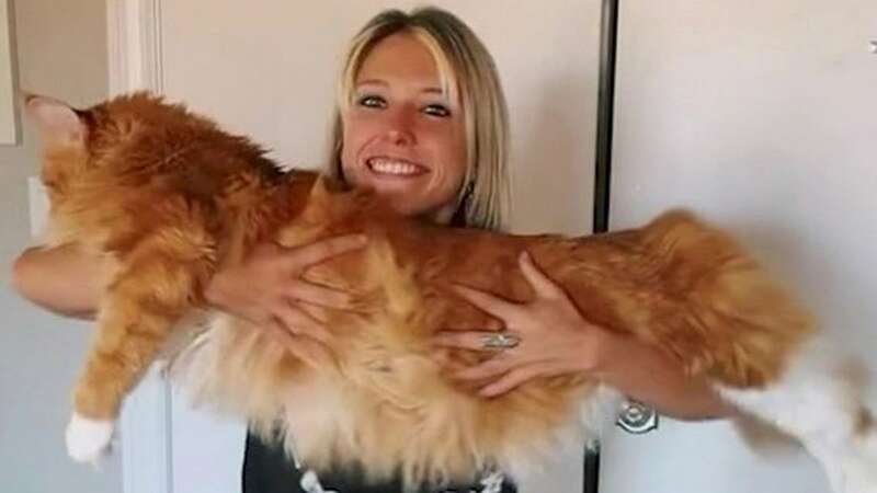 Woman has a cat so large people mistake it for a bobcat (Image: Natalie Bowman / SWNS)