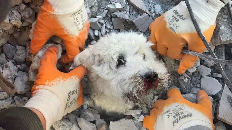 Rescuers struggle to pull the dog from the rubble (Image: AFP via Getty Images)