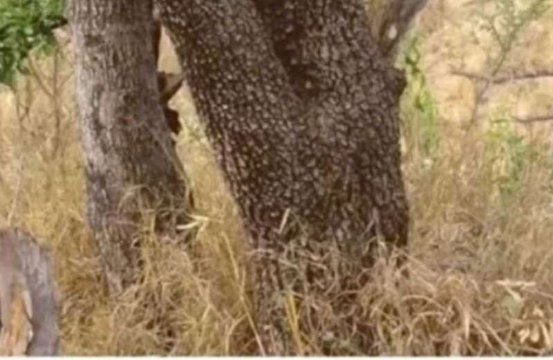 You have eyes of a hawk if you can spot the fearsome leopard in five seconds