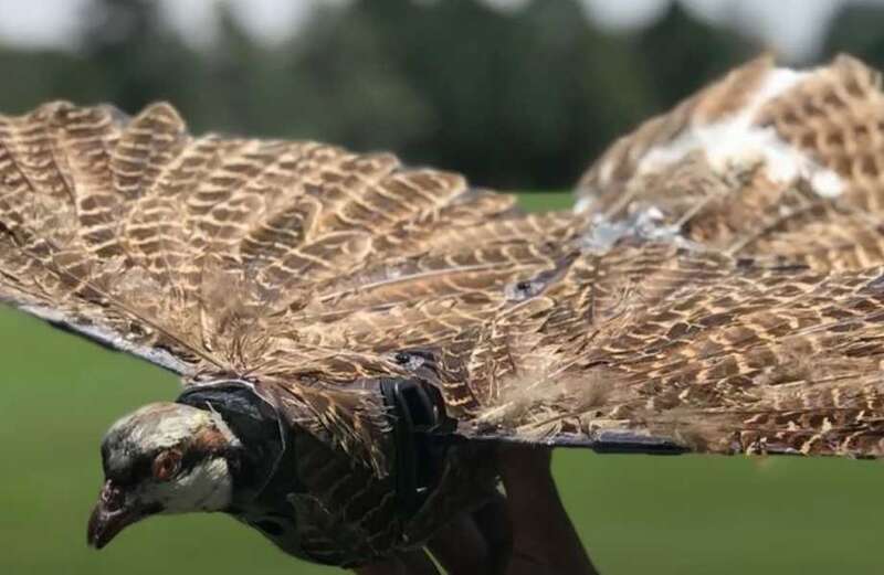 Scientists are turning dead birds into creepy drones that could spy on you