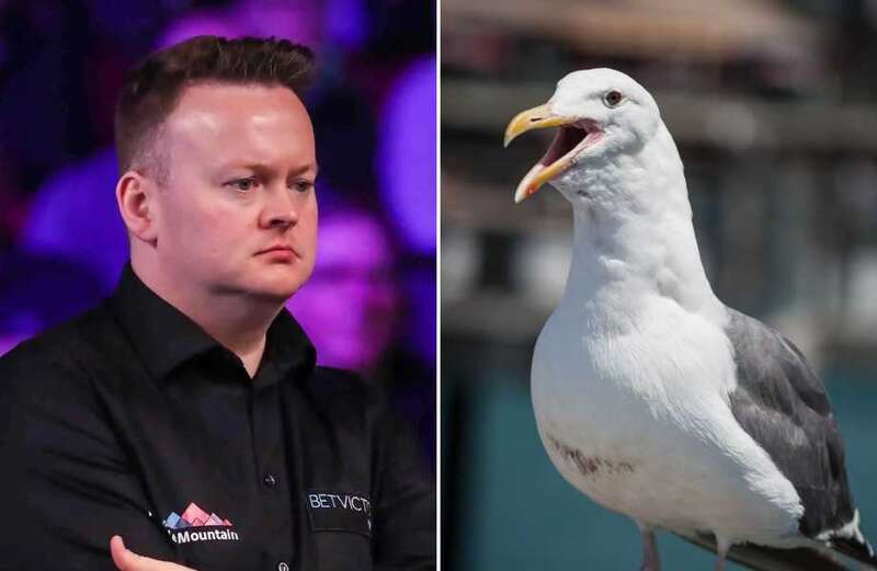 Snooker's Shaun Murphy fuming after claiming a SEAGULL took his chocolate orange