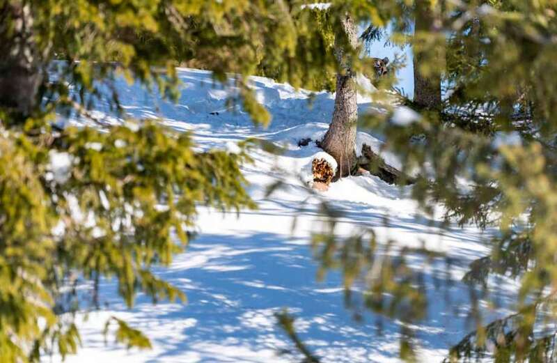 You have a hunter's eyes if spot the tiger ready to pounce in five seconds