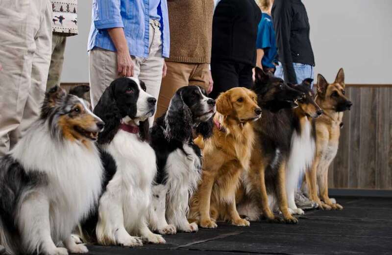 A look at if dogs allowed on trains and tubes in the UK