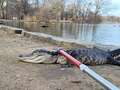 Huge 4ft Godzilla alligator dragged out of park lake in middle of New York city