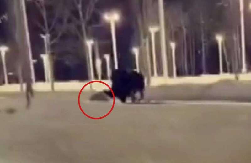 Shocking moment moose charges dog walker & kicks her in the back of the head