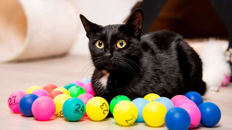 The cat, nicknamed Dirty Gertie, spent two weeks in the ceiling of the bingo hall before being rescued (Image: Will Dax/Solent News)