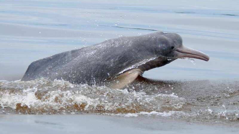 Traumatised Claire Bye, 28, was swimming in a river in Bolivia, when a pink river dolphin suddenly sunk it