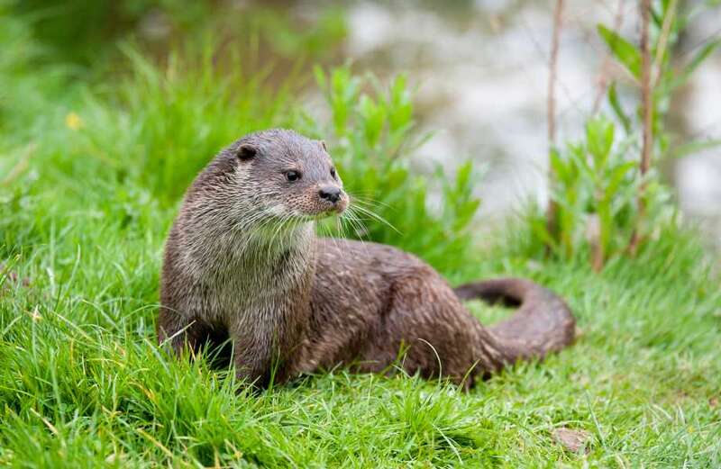 Village under siege from 'terrifying' otter which has killed dozens of koi