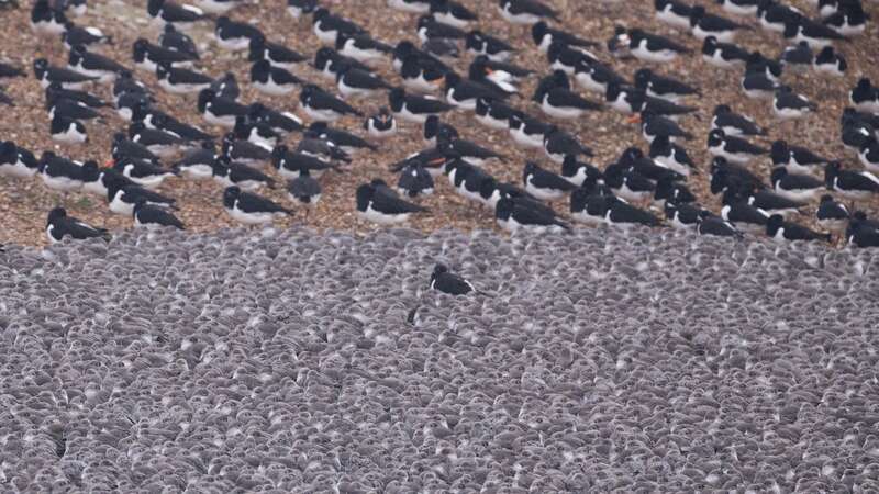 Thousands of birds crowded onto a lagoon in Norfolk last week (Image: Getty Images)