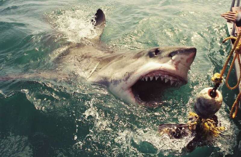 Daredevil reaches into jaws of monster 17ft shark in terrifying close encounter