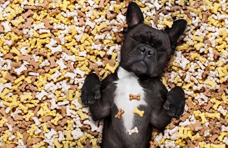 Three nutty treats your dog will love this National Peanut Butter Day