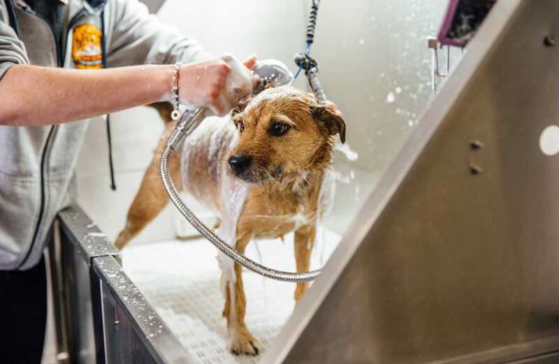 I'm a dog groomer - owners should avoid certain phrases in the salon