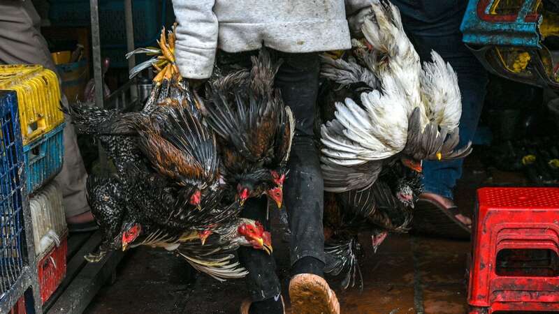 A strain of bird flu that killed an 11-year-old girl in Cambodia had evolved to infect humans, scientists believe (Image: AP)