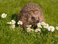 Flight brought to 'grinding halt' because of a hedgehog on the runway