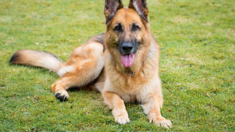 Two German Shepherds were shot, skinned and killed after being mistaken for coyotes (Image: Getty Images/500px Prime)