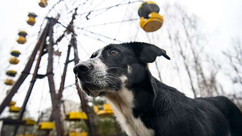 A stray dog in the abandoned amusement park in Chernobyl