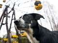 Stray dogs living in Chernobyl may have evolved to thrive in exclusion zone