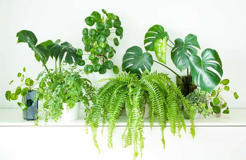 Five savvy ways to give your houseplants a health boost with kitchen staples