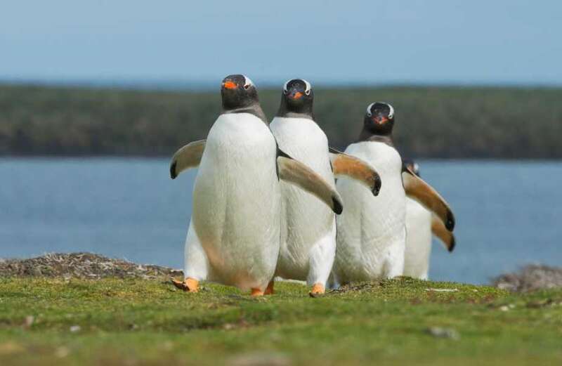 Hardy recruits with taste for adventure needed to count penguins in Antarctica