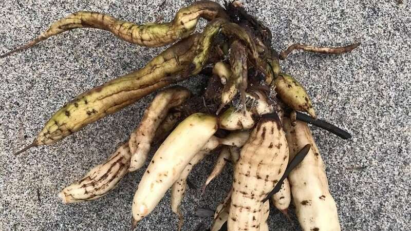 Suzanne Dellamuro encountered the clump of whitish roots while walking her dog in Cornwall on Sunday (Image: Suzi Wong)