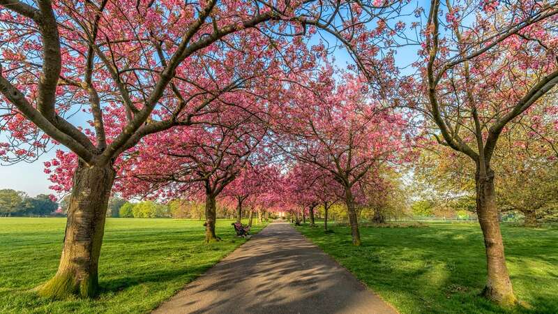 The blossoms are about bloom (Image: Getty Images)