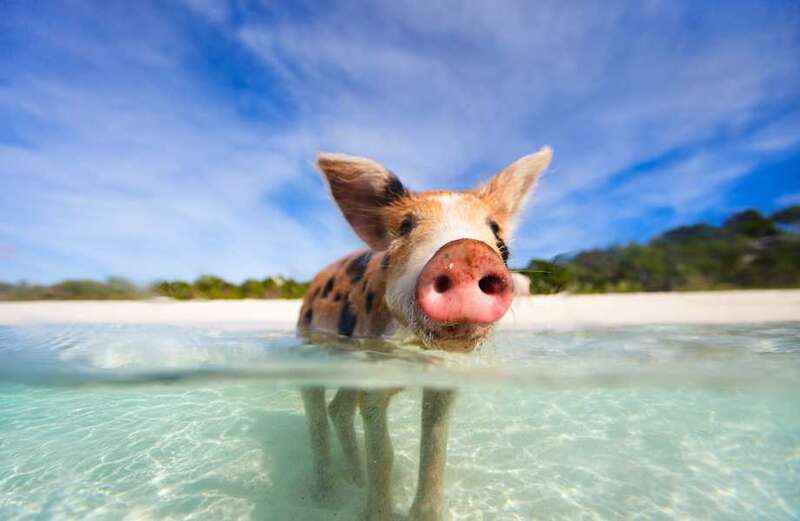 What we know about the swimming pigs of the Bahamas