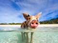 What we know about the swimming pigs of the Bahamas