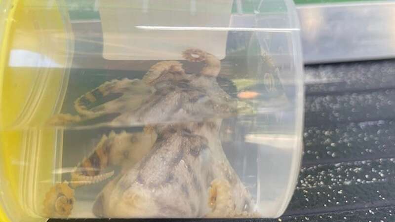 The highly venomous octopus fell out of a shell at a beach in Mosman, Australia (Image: NSW Ambulance)