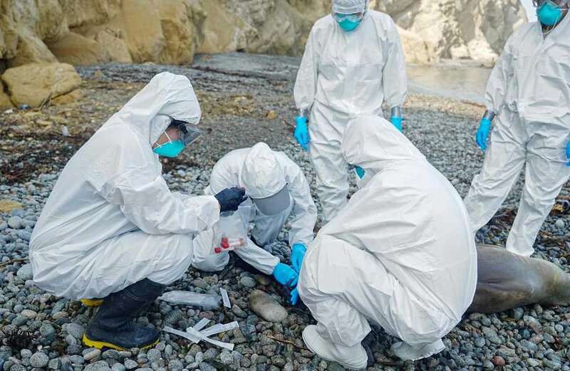 Two dolphins die after catching bird flu off UK coast in British first