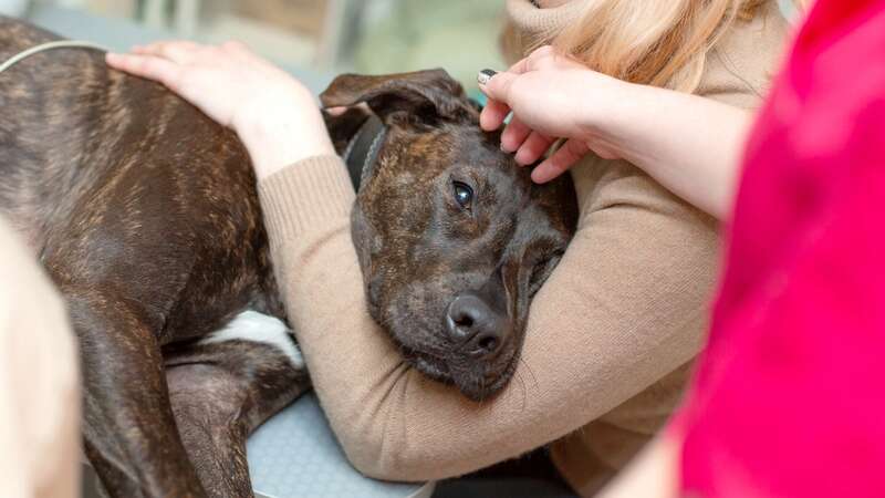 Four dogs are known to have died after meatballs laced with poison were scattered around a race site (stock image) (Image: Getty Images/iStockphoto)