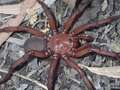 Scary giant new red 'cryptic trapdoor' spider that could bite humans discovered