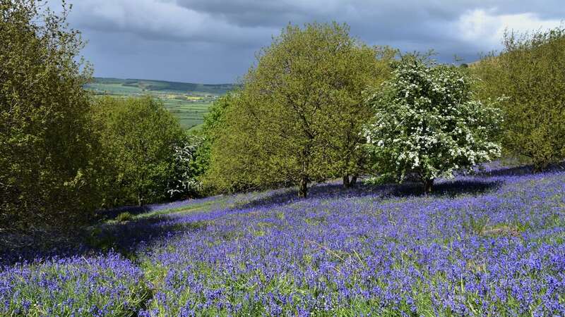 Wildflower meadows bloom across the UK and they