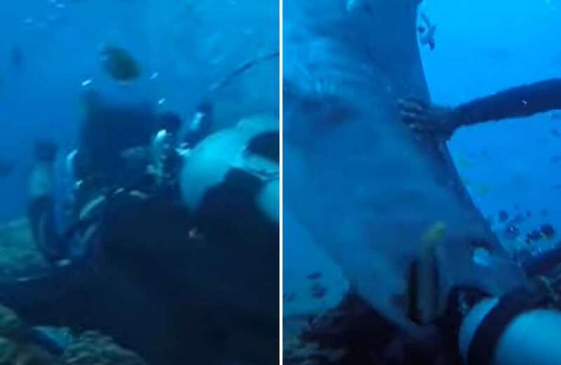 Massive tiger shark dubbed ‘Big Mama’ chomps down on diver’s head