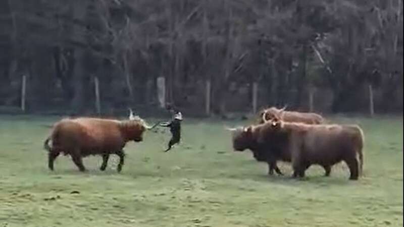 Terrifying moment off-leash dog mauls Highland cows as horrified walkers watch