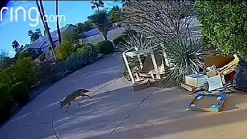 Terrifying moment coyote mauls toddler on driveway as distracted mum unloads car