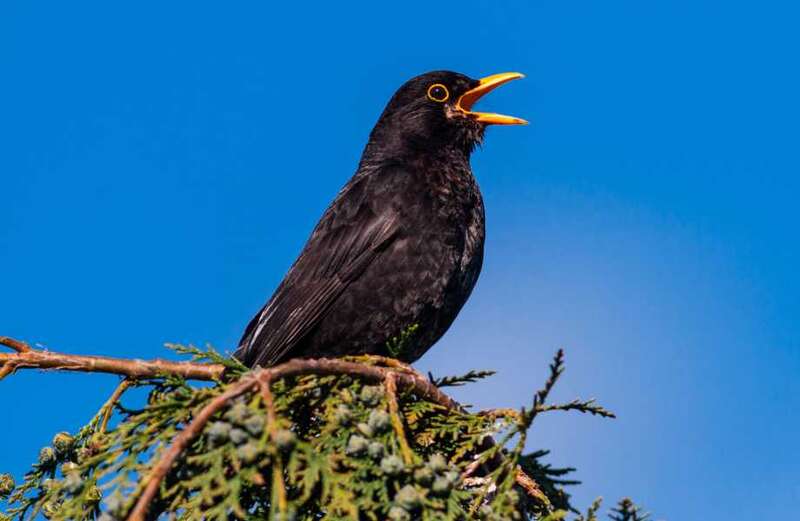 Why do birds sing in the morning?