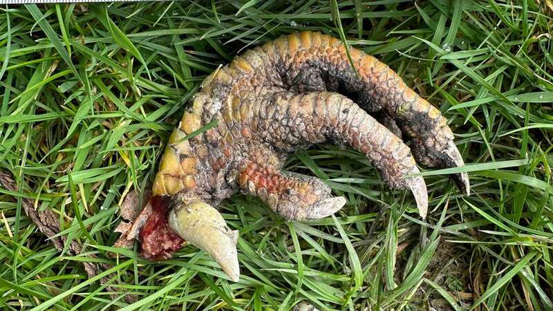 Laura Moorcroft said she "instantly thought the claw was from a dinosaur" (Image: Credit: Laura Moorcroft/Pen News)