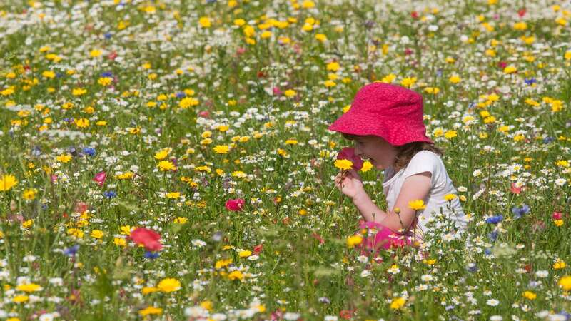 Hay fever flares up during the spring and summer as the pollen count gets higher (Image: SWNS)