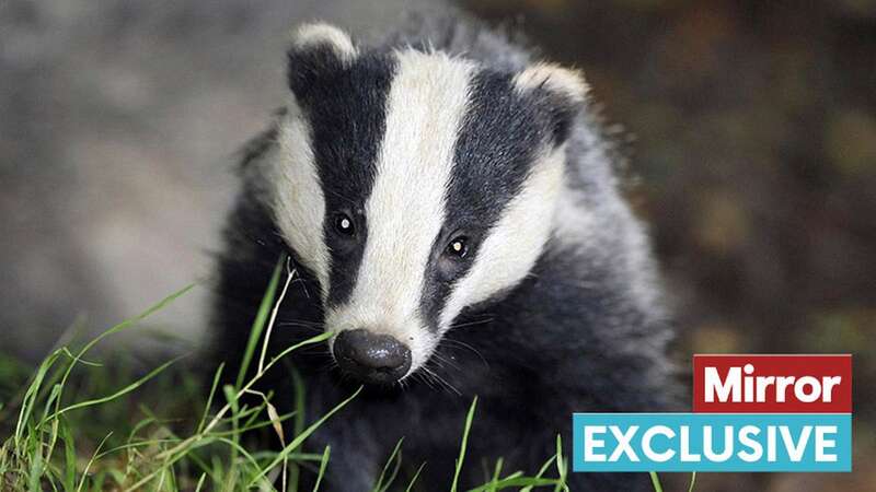 Bagders are slaughtered to stop the spread of TB (Image: PA)