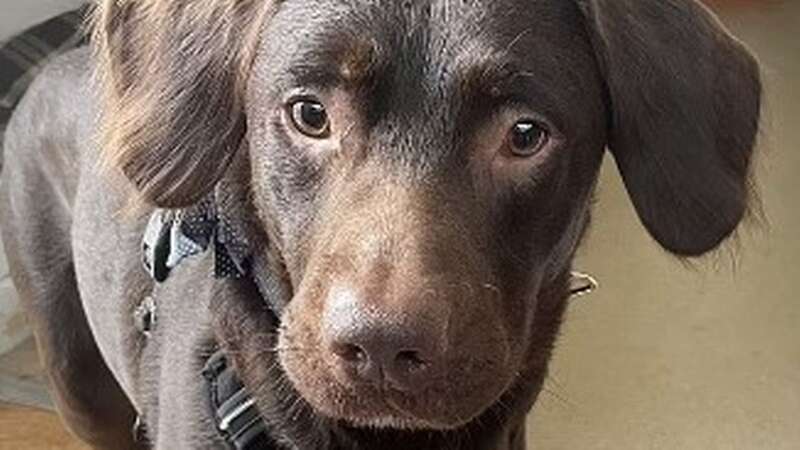 Coco the Labrador was treated for alcohol addiction after vets scrambled to save him and another dog hooked on booze (Image: Woodside Animal Welfare Trust)