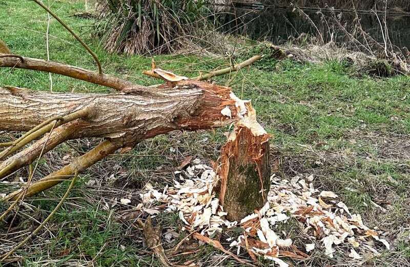 Couple whose garden was being vandalised uncover surprising culprit