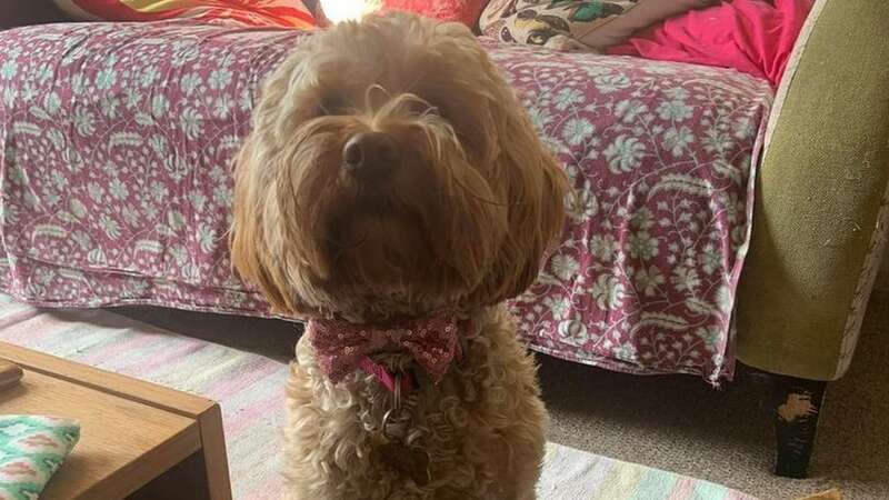 Flora the one-year-old Cockapoo was attacked by two Bull Terriers (Image: Daily Record)